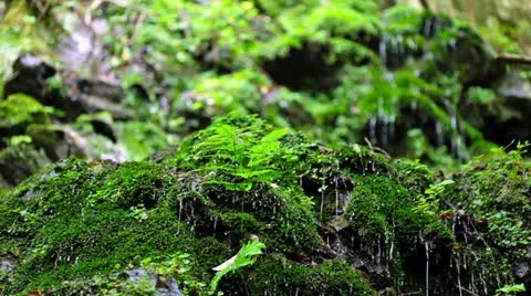 Forest and Water Stock Footage 11064426