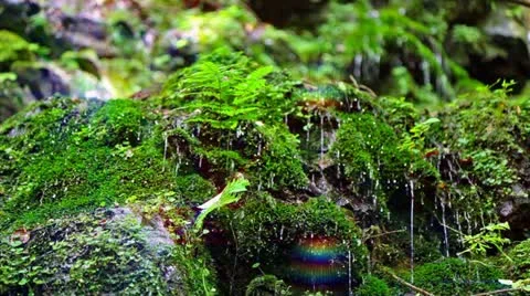 Forest and Water Stock Footage 11064437