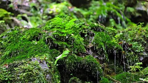 Forest and Water Stock Footage 11064443