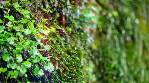 Forest and Water Stock Footage 11064500