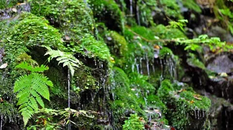 Forest and Water Stock Footage 11064516