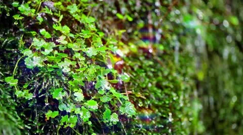 Forest and Water Stock Footage 11064519