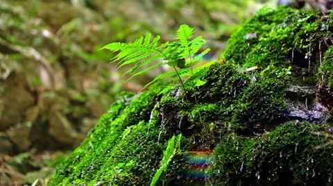 Forest and Water Stock Footage 11064520