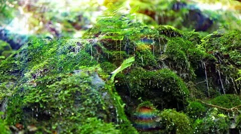 Forest and Water Stock Footage 11064525