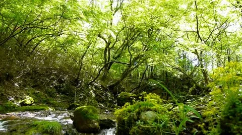 Forest and Water Stock Footage 11075081