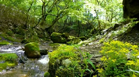 Forest and Water Stock Footage 11075183