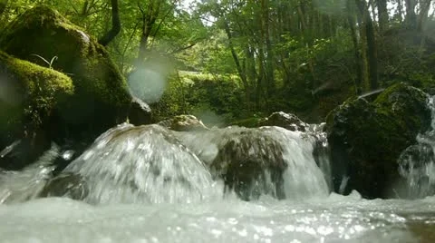 Forest and Water Stock Footage 11075185