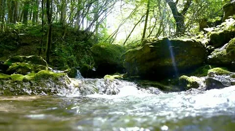 Forest and Water Stock Footage 11075188
