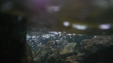 Forest and Water Stock Footage 11075189