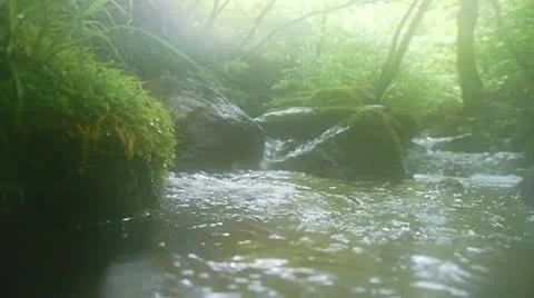 Forest and Water Stock Footage 11075190