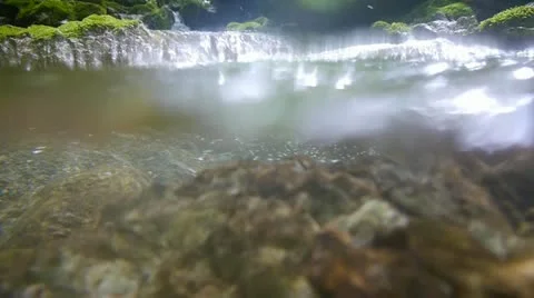 Forest and Water Stock Footage 11075193