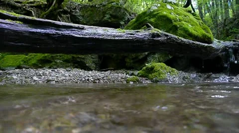 Forest and Water Stock Footage 11075270