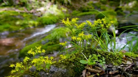 Forest and Water Stock Footage 11075271