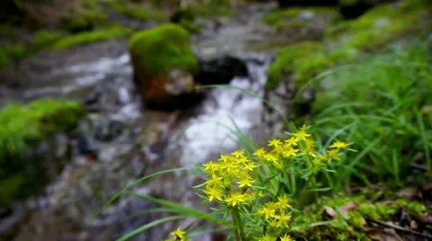 Forest and Water Stock Footage 11075274