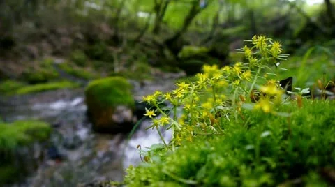 Forest and Water Stock Footage 11075275