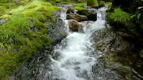 Forest and Water Stock Footage 11075778