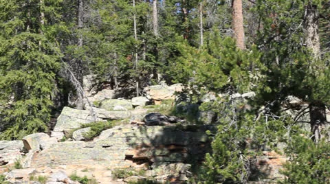 Forest and Waterfall Stock Footage 24924469