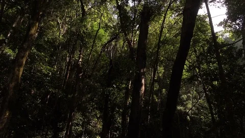 Forest and waterfall with sun rays through the tree Stock Footage 73565425