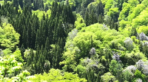Forest and wisteria Stock Footage 50130260