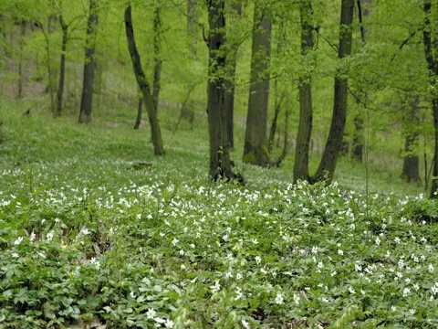 Forest anemone, white flower. Spring scenery with variable light. Stock Footage 75169084