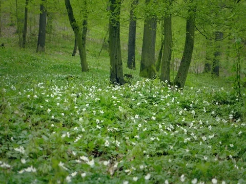 Forest anemone, white flower. Tilts, pans from long shot to detail. Vídeos de archivo 75932824