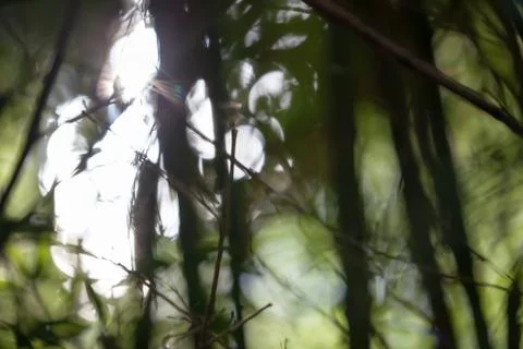 Forest Angel Foto stock
