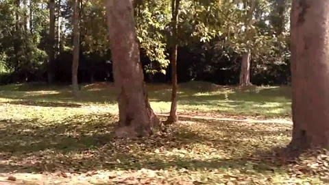 The forest of Angkor Thom area while riding a tuk tuk Stock Footage 148370716