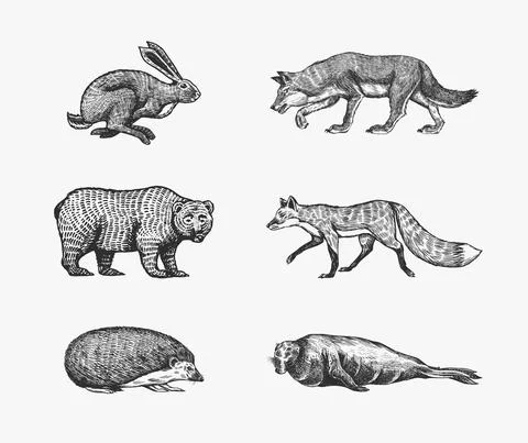 Forest animals. Bear Grizzly, Wolf and red Fox, Hare and Hedgehog and Seal 库存插图