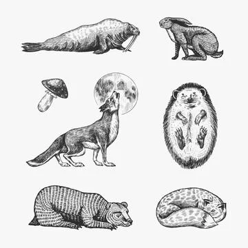 Forest animals. Bear Grizzly, Wolf and red Fox, Hare and Hedgehog and Seal Illustrazione stock