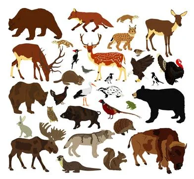 Forest animals collection vector illustration isolated Stock Illustration