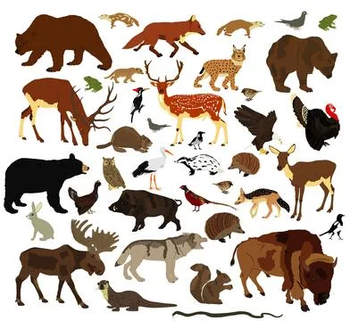 Forest animals collection vector illustration Stock Illustration