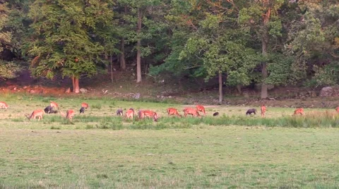 Forest animals wide shot with different types Stock Footage 55858699
