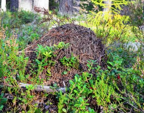 Forest ant hill Stock Photos