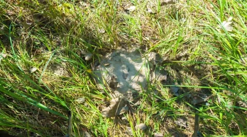 Forest ant hill in the shade of the branches Stock Footage 67628337
