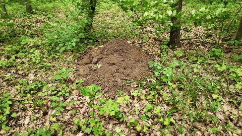 A forest ant hill surrounded by leaf litter and vegetation. Stock Footage 331650814