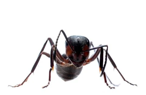 Forest ant isolated Stock Photos