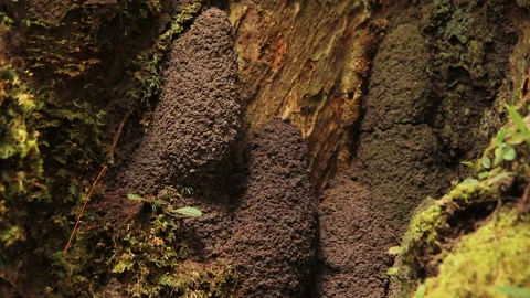 Forest Ant Nests 2, Schwaner Muller Mountains, Borneo Stock Footage 142862627
