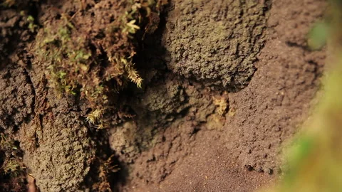 Forest Ant Nests 3, Schwaner Muller Mountains, Borneo Stock Footage 142862715