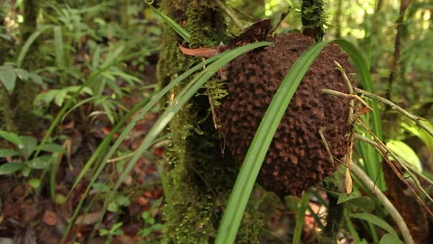 Forest Ant Nests 4, Schwaner Muller Mountains, Borneo Stock Footage 142863395