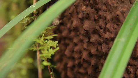Forest Ant Nests 5, Schwaner Muller Mountains, Borneo Stock Footage 142863567