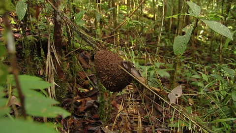 Forest Ant Nests 6, Schwaner Muller Mountains, Borneo Stock Footage 142863652