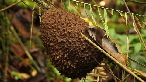 Forest Ant Nests 7, Schwaner Muller Mountains, Borneo Stock Footage 142863702