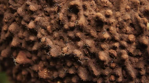 Forest Ant Nests 8, Schwaner Muller Mountains, Borneo Stock Footage 142863873