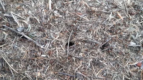 Forest anthill among green grass in the Siberian forest Stock Footage 111667050