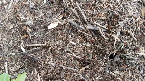 Forest anthill among in the Siberian forest Stock Footage 111666982