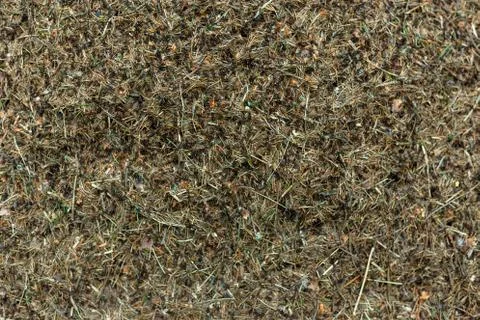 Forest anthill with ants macro shooting Stock Photos