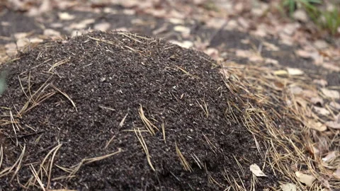 Forest anthill on an autumn day. Stock Footage 318592829