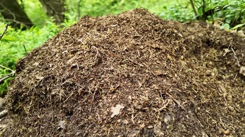 Forest Anthill Close-Up. Stock Footage 310014691