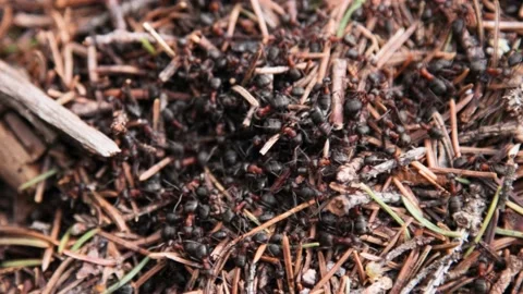 Forest anthill in closeup Stock Footage 160825692