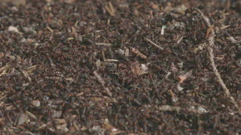 Forest anthill, a colony of ants in the wildlife High quality 4k footage small Stock Footage